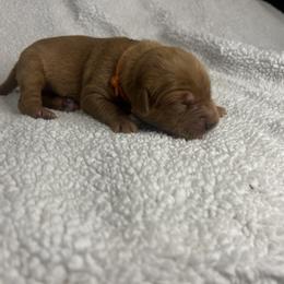 Golden Retriever Puppies from Nomadic Reds
