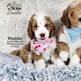 Bernedoodle Puppies from A Star is Born Doodles