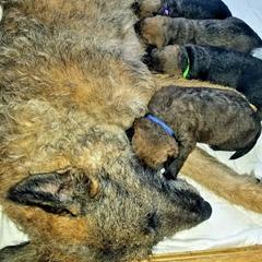Belgian Laekenois Puppies from Cal Curly Coats Belgian Laekenois