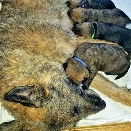 Belgian Laekenois Puppies from Cal Curly Coats Belgian Laekenois