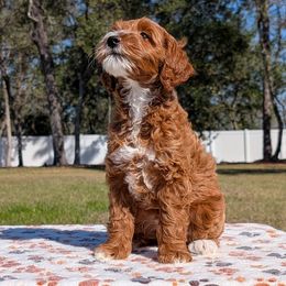 Amaze - Goldendoodle puppy from Bundle of Joy Doodles