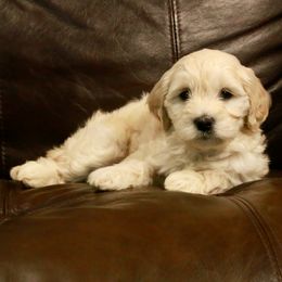 Goldendoodle Puppies from 307 Mini Goldendoodle