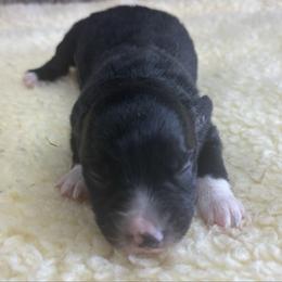 Layla - Black & white female Miniature Australian Shepherd puppy in Geary, Oklahoma from Helm Farms Aussies