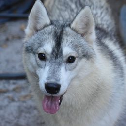 Ducky - Gray and white Siberian Husky puppy in Dunnellon, Florida from Clover's Legacy Siberians
