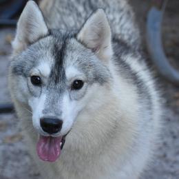 Ducky - Gray and white Siberian Husky puppy in Dunnellon, Florida from Clover's Legacy Siberians