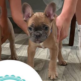 French Bulldogs from Lakeview Frenchies