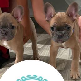 French Bulldogs from Lakeview Frenchies