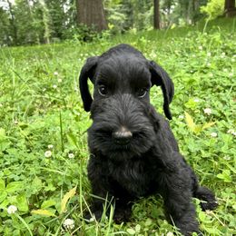Green collar - Black male Giant Schnauzer puppy in Sedalia, Missouri from Valour's Giants