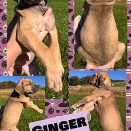 GINGER - Fawn female Great Dane puppy in Wellsville, New York from Prophecy Danes