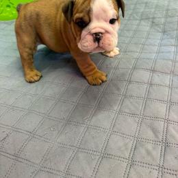 Bandit - Red brindle and white male Bulldog puppy in Topeka, Kansas from Midwest Monster Made Bulldogs