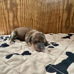 Jelly Bean - Red male Dachshund puppy in Wolf Lake, Indiana from Canisteo Dachshunds