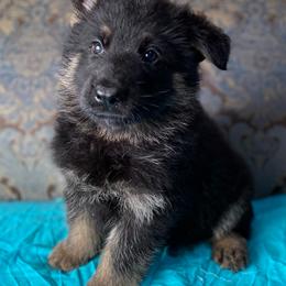 Teal collar boy - Black and tan male German Shepherd puppy in Coleta, Illinois from Four Leaf Farm- Vom Vierblättriges Bauernhof