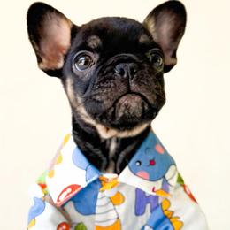 Ziggy - Tricolors male French Bulldog puppy in Porter, Texas from Whatabulldog