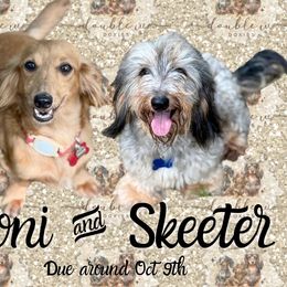 Dachshund puppies from Double W Doxies