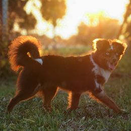 Ariat - Miniature American Shepherd