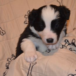 Izzy - Border Collie puppy in Grapevine, Texas from Cates Border Collies