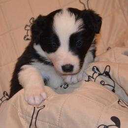 Izzy - Border Collie puppy in Grapevine, Texas from Cates Border Collies