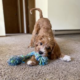 Cavapoos and Goldendoodles from AnnaBella Doodles