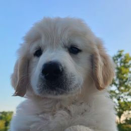 Golden Retrievers from Eagle Ridge Goldens