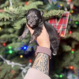 Bandit - Tri-color male Pomsky puppy in Coos Bay, Oregon from Ocean View Pomskies