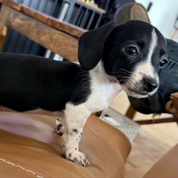 Queen Lillian - Piebald female Dachshund puppy in Midland, Texas from The Barefield Doxies