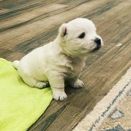 West Highland White Terrier Puppies from Elvador West Highland White Terriers