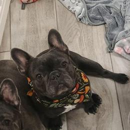 Sukie - French Bulldog