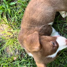 Woodford - Liver and white male Cardigan Welsh Corgi puppy in Crystal River, Florida from Coopers Korner
