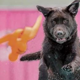 Labrador Retrievers from Jewelwyn Labradors