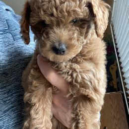 Poodle Puppies from 3C Poodles