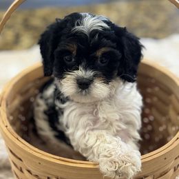 Cavapoo and Shihpoo Puppies from Haus of Doodles
