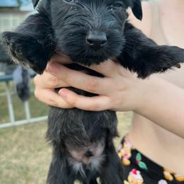 Joey - Gray male Skye Terrier puppy in Great Falls, Montana from Treasure State Kennels