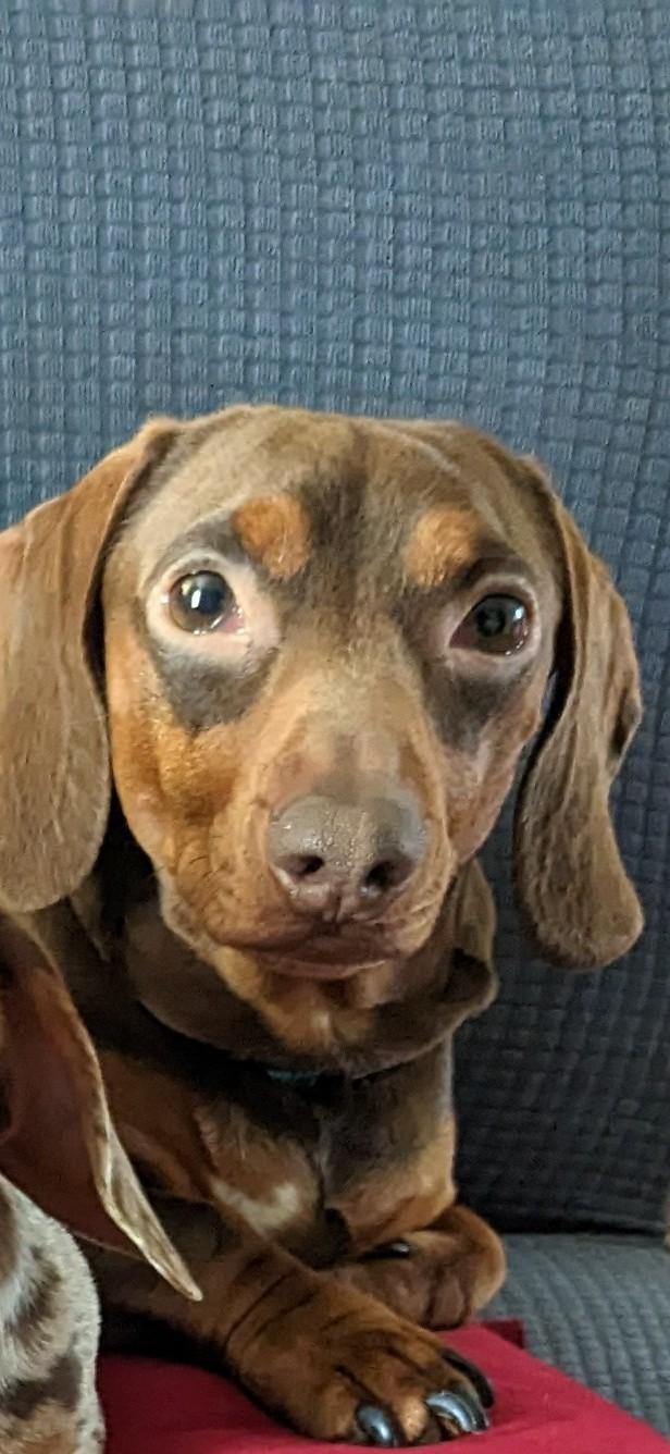 Buster