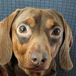 Buster - Dachshund