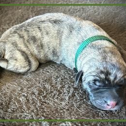 Dark Green - Brindle male Anatolian Shepherd Dog puppy in Clark, Wyoming from Fyne Acres