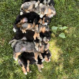 Aussiedoodle and Australian Shepherd Puppies from Junipersdoodles