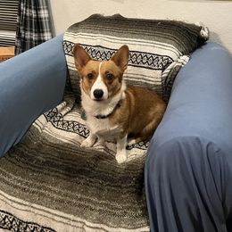 Minnow - Pembroke Welsh Corgi