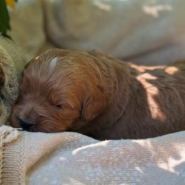 Austin - Parti male Goldendoodle puppy in Zeeland, Michigan from Dandelion Lane Doodles