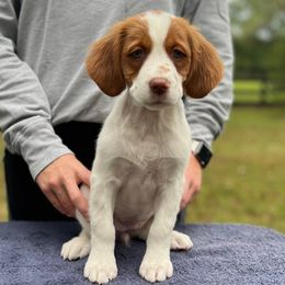 Pink Girl - Orange and white female Brittany puppy in Milner, Georgia from Hi-Hope Kennel
