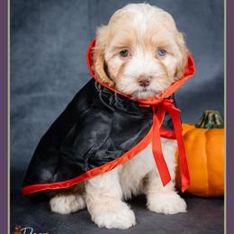 Eddie - Buff male Cockapoo puppy in Connersville, Indiana from Deaz Doodle Ranch