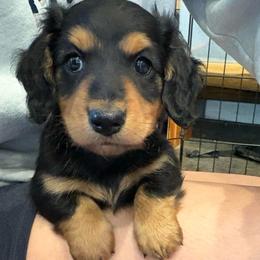 Simon - Black and cream male Dachshund puppy in West Plains, Missouri from Little Legs Legacy