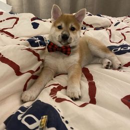 Shiba Inu Puppies from Shiba Inn