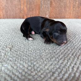 Tide - Black tri-color female Aussiedoodle puppy in Eastland, Texas from H5 Mini Doodles