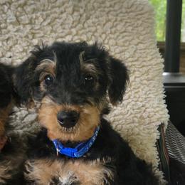 A very healthy puppy with great personality .not a hipper puppy but playful  he will make a great companion - Black and tan male Airedale Terrier puppy in Willow Spring, North Carolina from Reydaleterrydale Airedales