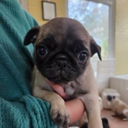 Fawn Girl 2 - Fawn female Pug puppy in Rutherfordton, North Carolina from Sweetie Pie Pugs