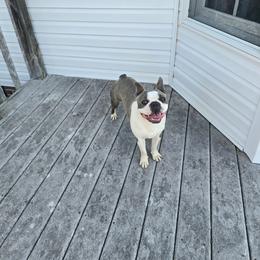 Millo - Boston Terrier