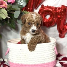 Spot - Apricot male Goldendoodle puppy in Mantachie, Mississippi from North MS Doodles Boutique