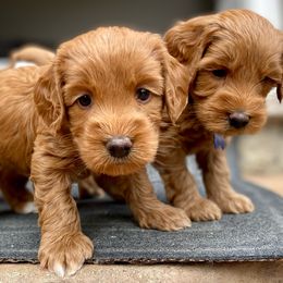 Australian Labradoodle Puppies from Starlight Ridge Australian Labradoodles