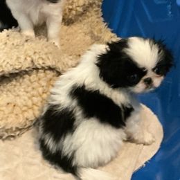 Boy 2 - Black and white male Japanese Chin puppy in Basehor, Kansas from Good Fortune Shar Pei