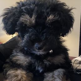 Yorkipoo Puppies from Christina’s Puppy Utopia